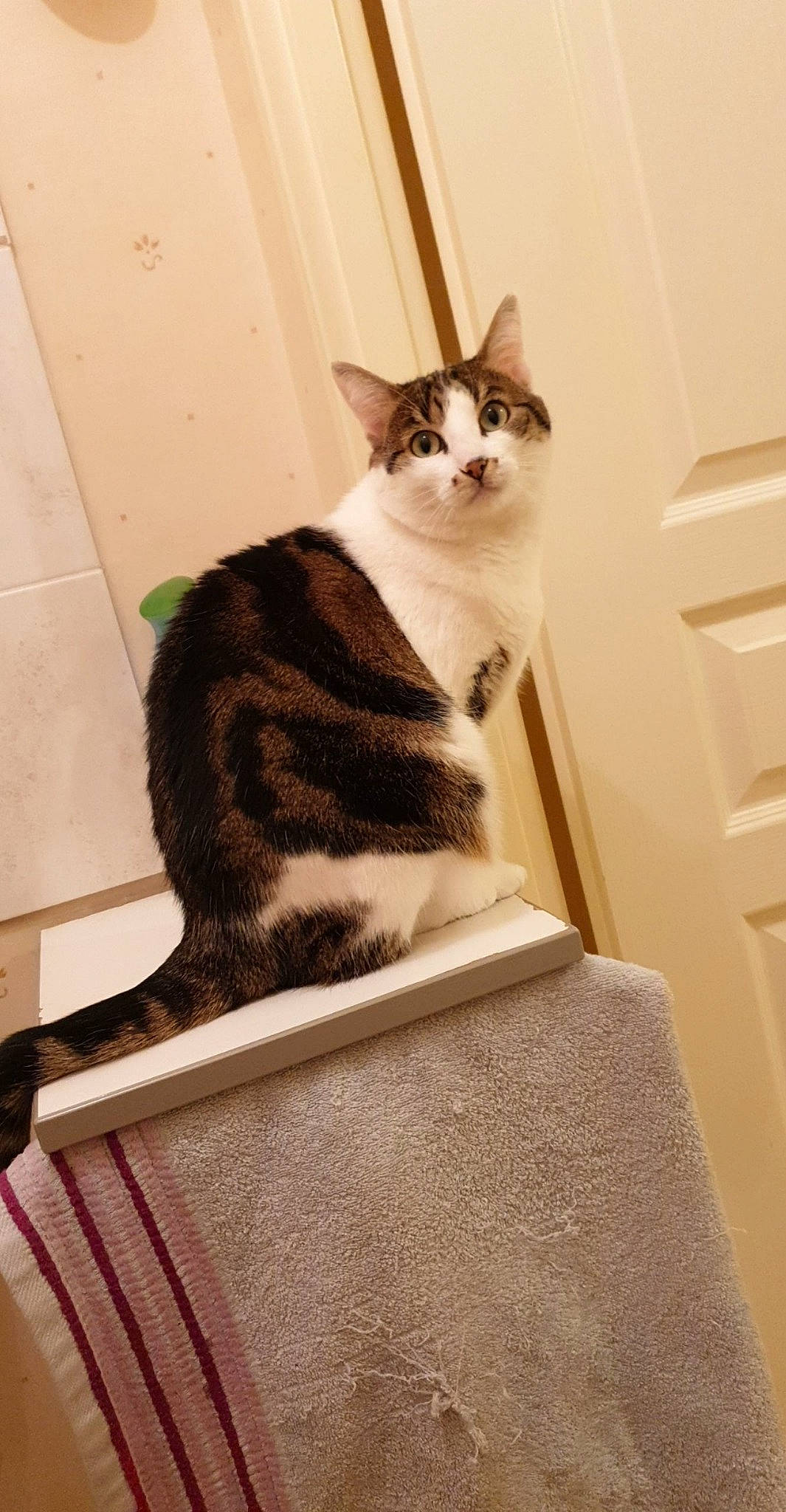 Mignonne a rejoint le concours — aidez-le/la à gagner de superbes lots ! aegean_cat, american_wirehair, carnivore, cat, domestic_short_haired_cat, european_shorthair, fawn, felidae, fur, kitten, mammal, polydactyl_cat, small_to_medium_sized_cats, stairs, tail, whiskers, window