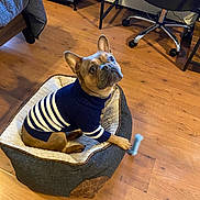 Max is registered to the contest to win money with this photo: dog, pet_bed, sweater, toy, wooden_floor, indoor, furniture, curious, brown_dog, striped_clothing, cozy, playful, canine, looking_up, paw, domestic, home, comfort, small_dog, casual