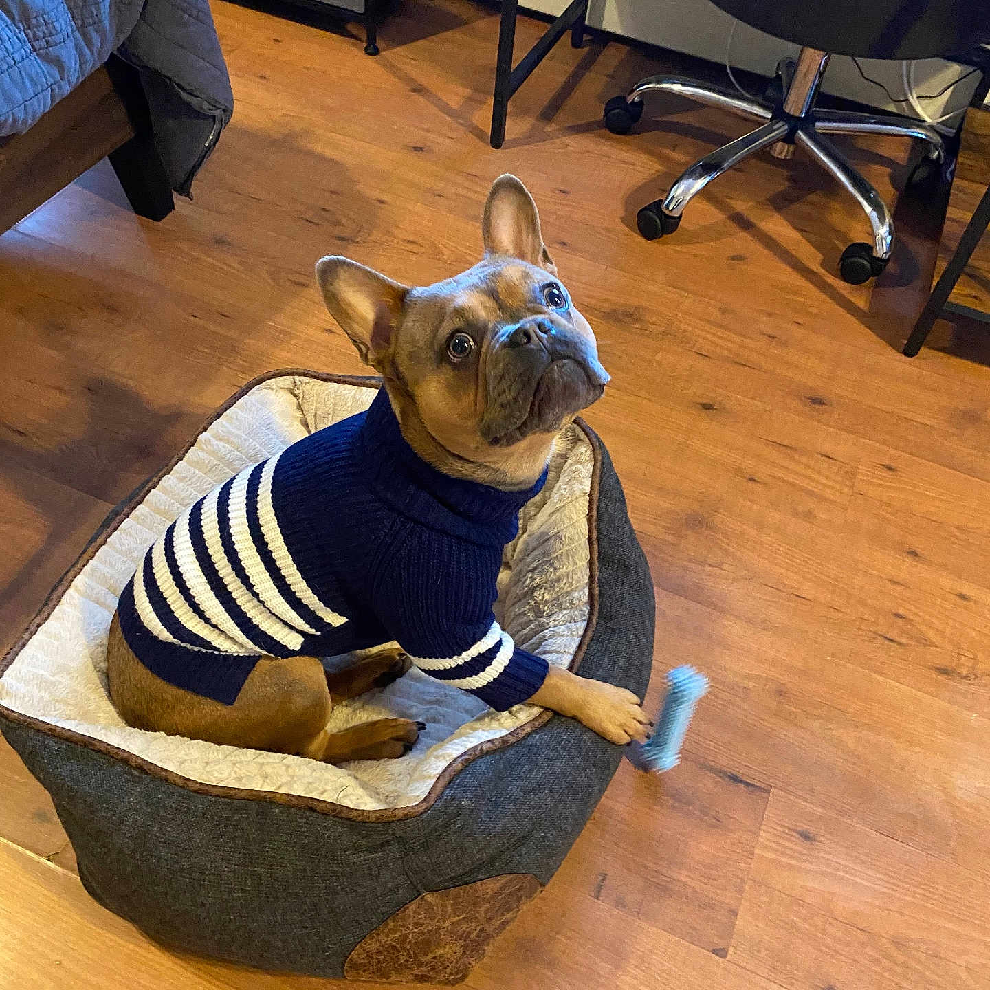 Max is registered to the contest to win money with this photo: brown_dog, canine, casual, comfort, cozy, curious, dog, domestic, furniture, home, indoor, looking_up, paw, pet_bed, playful, small_dog, striped_clothing, sweater, toy, wooden_floor