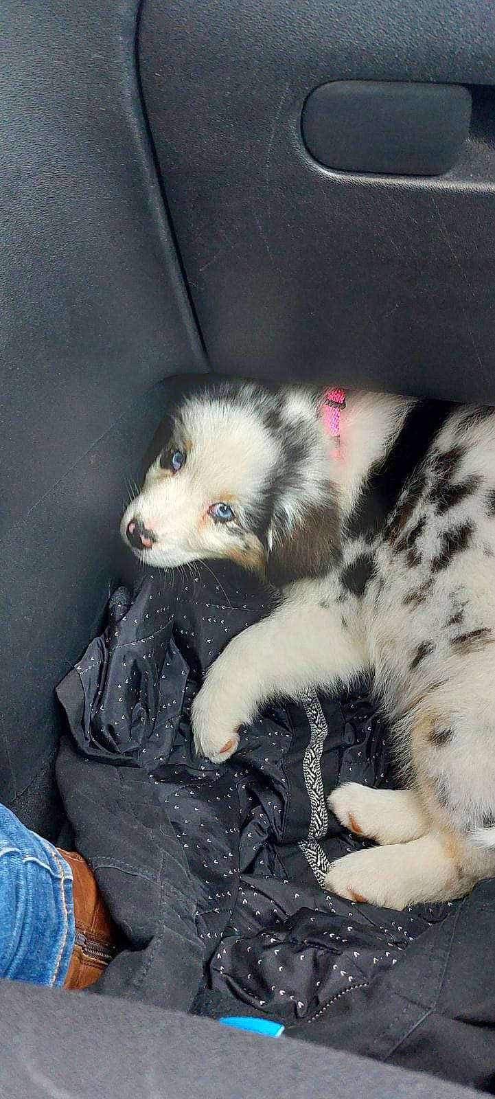 Ulia participe au concours pour gagner de l'argent avec cette photo : canis, carnivore, claw, comfort, companion_dog, dog, dog_breed, felidae, fur, guard_dog, opossum, paw, sled_dog, small_to_medium_sized_cats, snout, tail, terrestrial_animal, whiskers, wolf, working_dog