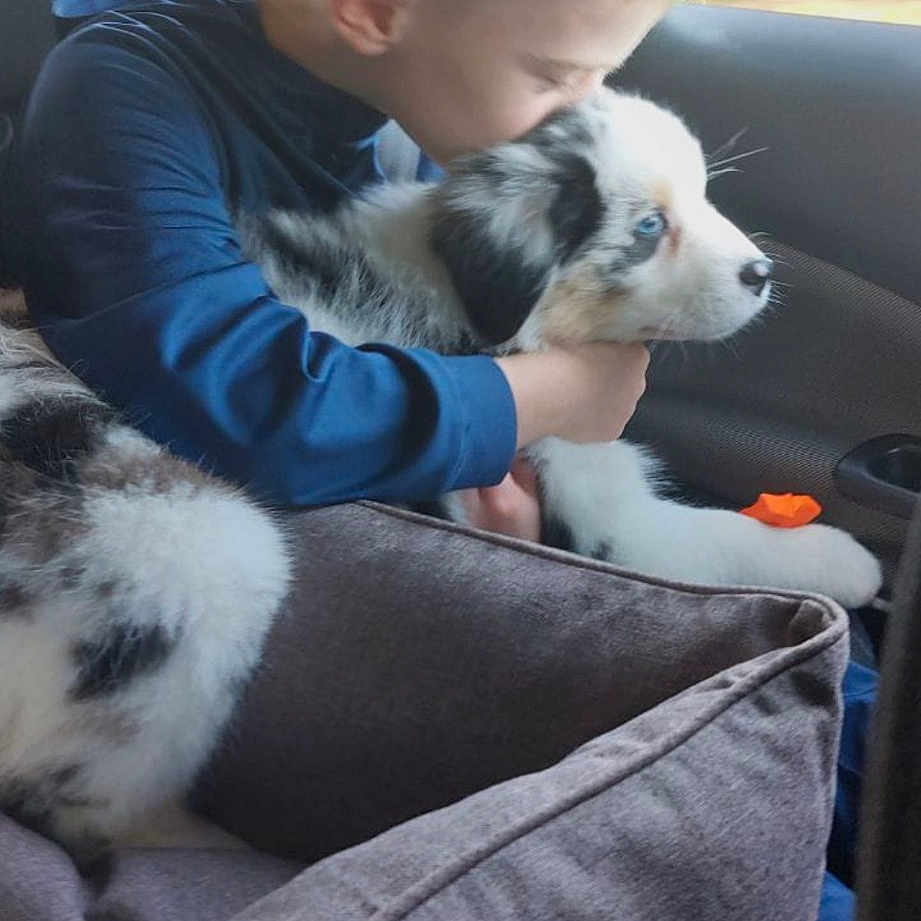 Ulia a rejoint le concours — aidez-le/la à gagner de superbes lots ! adventure, baby, canidae, carnivore, child, comfort, companion_dog, dog, dog_breed, fawn, fur, mammal, non_sporting_group, puppy, puppy_love, sitting, sporting_group, toddler, vacation, vertebrate