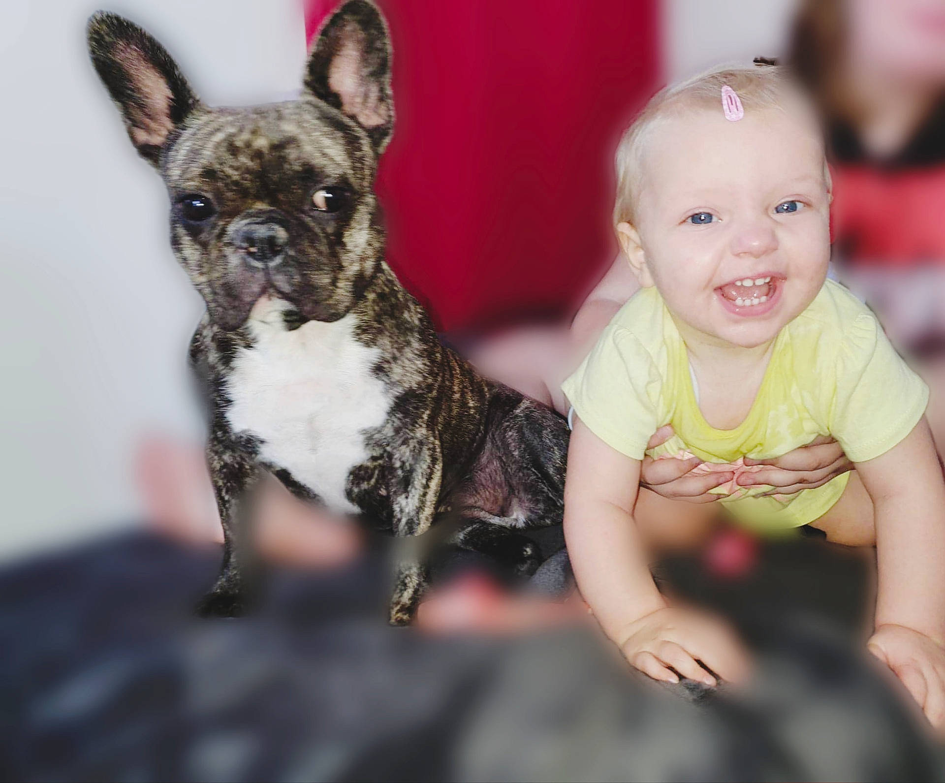 Louane a rejoint le concours — aidez-le/la à gagner de superbes lots ! boston_terrier, canidae, carnivore, child, companion_dog, dog, dog_breed, ear, eye, fawn, french_bulldog, joy, mammal, non_sporting_group, person, puppy, puppy_love, snout, toy_bulldog, vertebrate