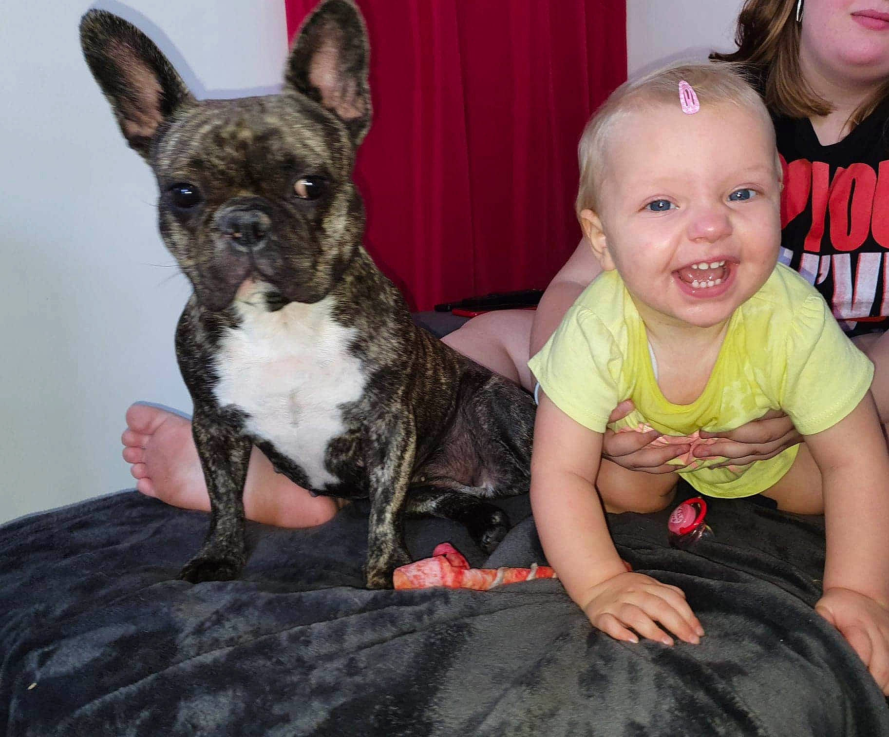 Louane a rejoint le concours — aidez-le/la à gagner de superbes lots ! boston_terrier, canidae, carnivore, companion_dog, dog, dog_breed, ear, fawn, french_bulldog, mammal, non_sporting_group, person, puppy_love, snout, toy_bulldog, vertebrate