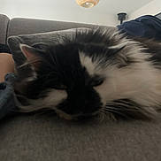 Bijoux participe au concours pour gagner de l'argent avec cette photo : cat, sleeping, black_and_white, feline, couch, gray, indoor, lamp, cozy, fur, relaxing, home, pet, resting, closeup, blurred, soft, whiskers, ear, furniture