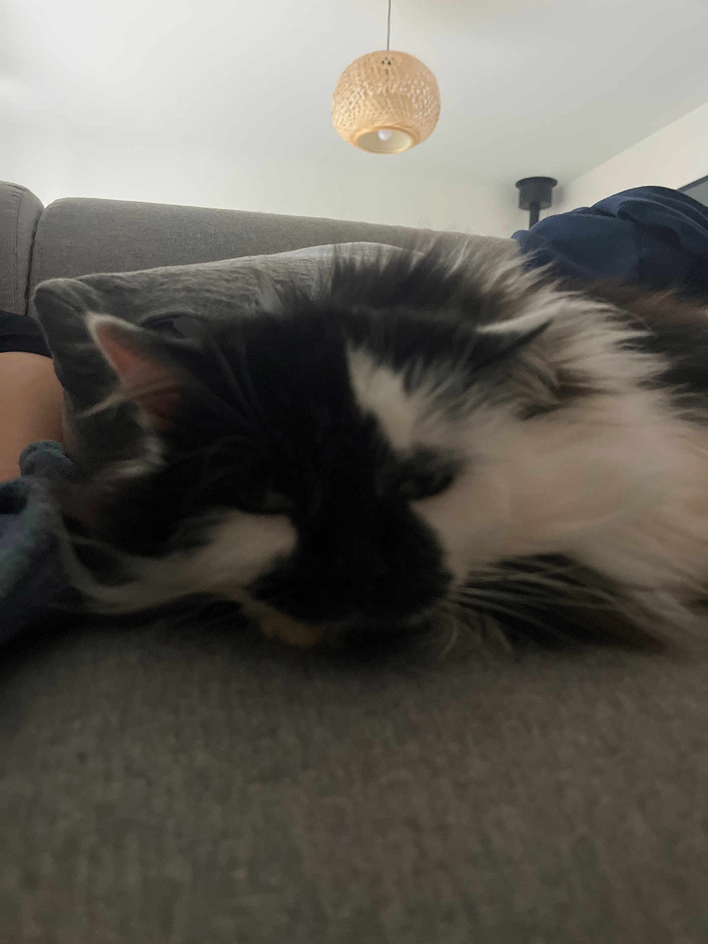Bijoux participe au concours pour gagner de l'argent avec cette photo : cat, sleeping, black_and_white, feline, couch, gray, indoor, lamp, cozy, fur, relaxing, home, pet, resting, closeup, blurred, soft, whiskers, ear, furniture