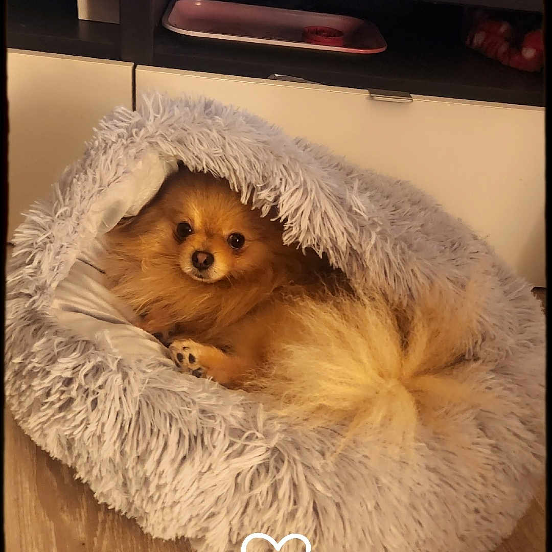 Laura Edon a rejoint le concours — aidez-le/la à gagner de superbes lots ! animal, brown_dog, cozy, cute, dog, domestic, fluffy, fur, furniture, home, indoor, looking, pet_bed, portrait, relaxing, resting, small_dog, snug, warm_lighting, wooden_floor