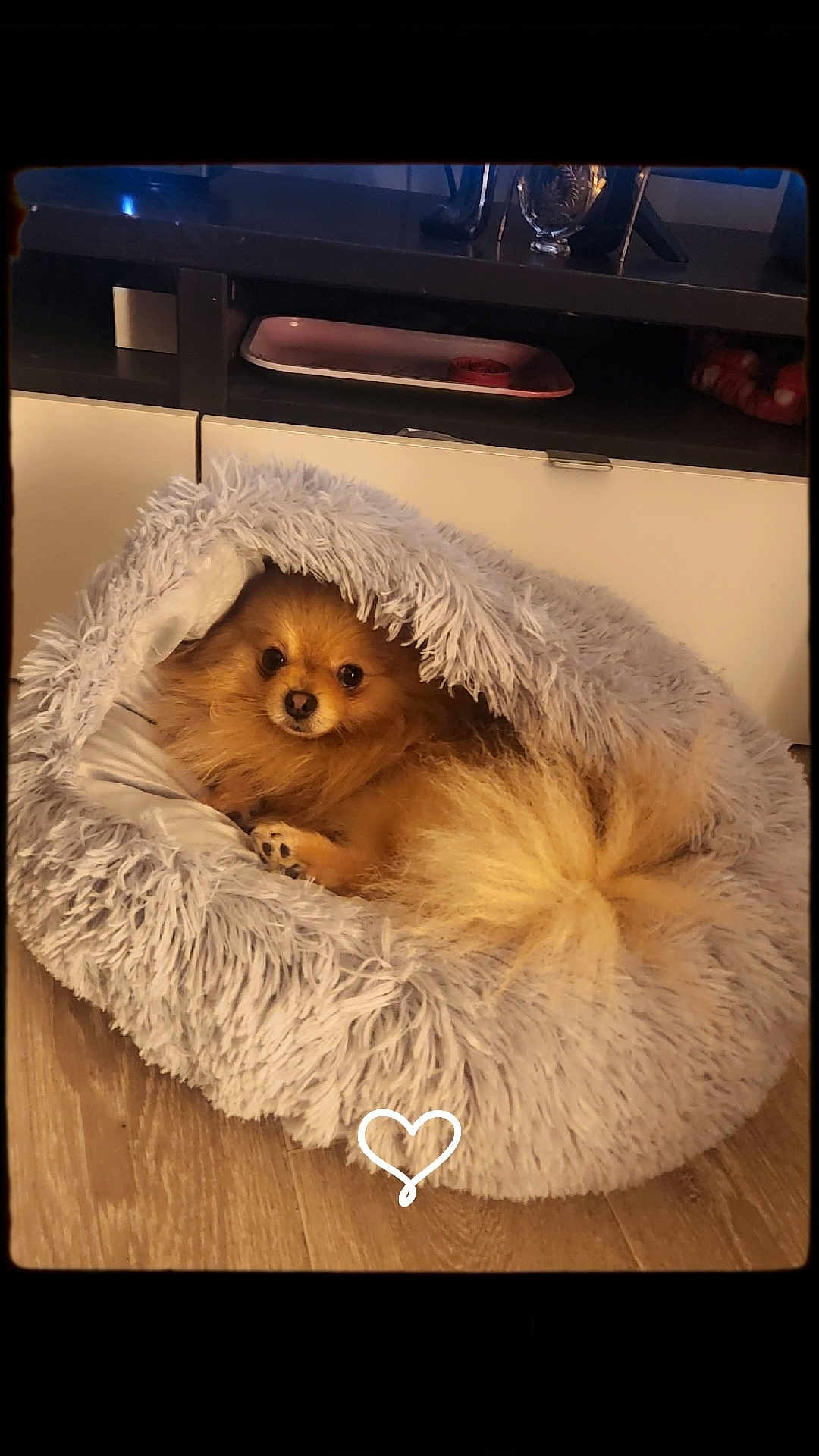 Laura Edon a rejoint le concours — aidez-le/la à gagner de superbes lots ! animal, brown_dog, cozy, cute, dog, domestic, fluffy, fur, furniture, home, indoor, looking, pet_bed, portrait, relaxing, resting, small_dog, snug, warm_lighting, wooden_floor