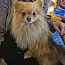 Laura Edon participe au concours pour gagner de l'argent avec cette photo : animal, candid, companion, cute, dog, fluffy, food, fur, happy, indoor, kitchen, lap, person, pet, pomeranian, portrait, small_dog, smiling, table, warmth