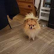 Laura Edon a rejoint le concours — aidez-le/la à gagner de superbes lots ! animal, bowl, brown, cabinet, companion, cozy, curious, cute, dog, domestic, fluffy, furniture, home, indoor, pet, pomeranian, small_dog, standing, tail, wooden_floor