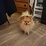 animal, bowl, brown, cabinet, companion, cozy, curious, cute, dog, domestic, fluffy, furniture, home, indoor, pet, pomeranian, small_dog, standing, tail, wooden_floor