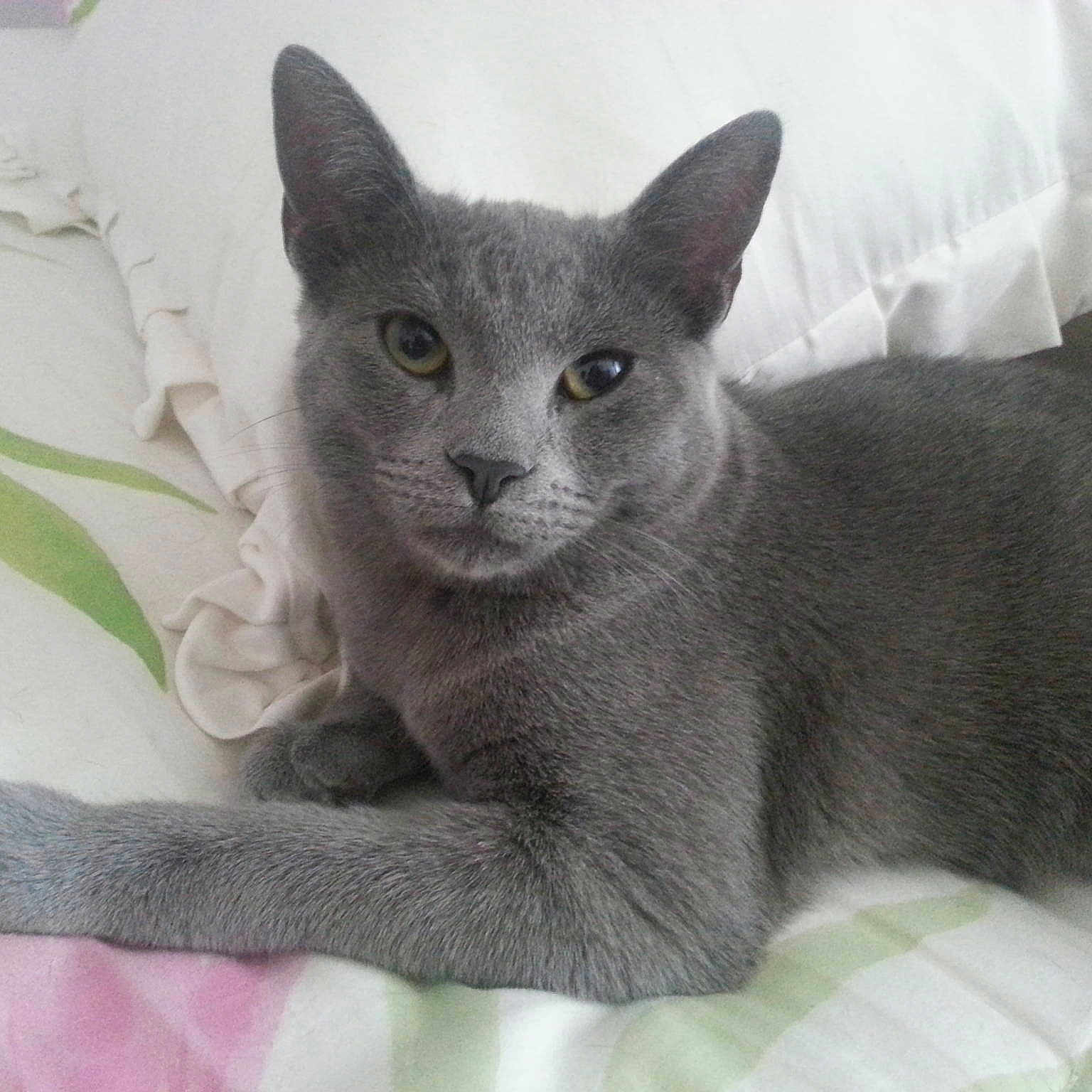 Smokey