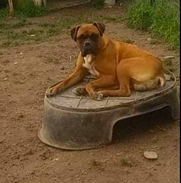 Jumpy a rejoint le concours — aidez-le/la à gagner de superbes lots ! ancient_dog_breeds, boxer, canidae, carnivore, companion_dog, dog, dog_breed, dog_supply, fawn, ori_pei, paw, pet_supply, plant, snout, sporting_group, tail, terrestrial_animal, wildlife, working_animal, working_dog