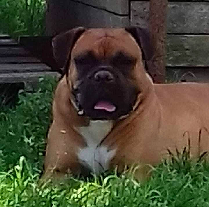 Jumpy a rejoint le concours — aidez-le/la à gagner de superbes lots ! ancient_dog_breeds, boxer, canidae, carnivore, companion_dog, dog, dog_breed, fawn, grass, molosser, non_sporting_group, ori_pei, plant, snout, sporting_group, terrestrial_animal, working_animal, working_dog, wrinkle