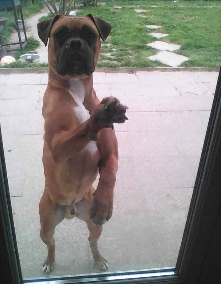 Jumpy a rejoint le concours — aidez-le/la à gagner de superbes lots ! ancient_dog_breeds, boxer, canidae, carnivore, companion_dog, dog, dog_breed, fawn, fixture, glass, liver, molosser, photograph, plant, snout, sporting_group, windshield, working_animal, working_dog, wrinkle