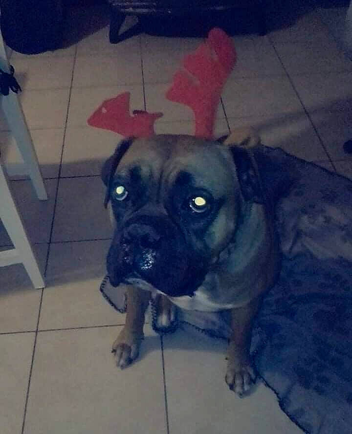 Jumpy a rejoint le concours — aidez-le/la à gagner de superbes lots ! canidae, carnivore, cloud, companion_dog, dog, dog_breed, fawn, floor, flooring, fur, house, pet_supply, snout, sporting_group, square, toy_dog, whiskers, working_animal, working_dog, wrinkle