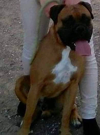 Jumpy a rejoint le concours — aidez-le/la à gagner de superbes lots ! ancient_dog_breeds, balance, biting, bored, boxer, canidae, carnivore, companion_dog, dog, dog_breed, fawn, non_sporting_group, paw, snout, sporting_group, tail, working_animal, working_dog, wrinkle