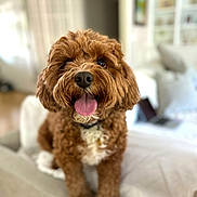 Pauly is registered to the contest to win money with this photo: animal, blurred_background, brown_dog, canine, companion, couch, curly_fur, cute, dog, domestic_animal, friendly, fur, furniture, happy, house, indoor, living_room, pet, sitting, tongue_out