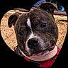 animal, black, brindle, brown, close_up, collar, cute, dog, ears, expression, face, fur, harness, heart_shape, outdoor, pet, portrait, snout, vignette, white_stripe