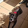 animal, brindle_coat, canine, closeup, daylight, dog, domestic, furniture, outdoor, patio, paw, pet, red_collar, relaxed, resting, shadow, stretching, sunlight, sunny, tiles