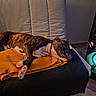 Azlan a rejoint le concours — aidez-le/la à gagner de superbes lots ! blanket, brindle, chain_collar, comfort, couch, dog, domestic, floor, furniture, glowing, home, indoor, pet, quiet, relaxation, resting, sleeping, speaker, throw_blanket, tile_floor