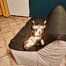 Azlan a rejoint le concours — aidez-le/la à gagner de superbes lots ! black, blanket, brown, chain_collar, comfortable, couch, dog, floor, fur, home, indoor, living_room, lying_down, paw, pet, radiator, relaxed, snout, tile_floor, white