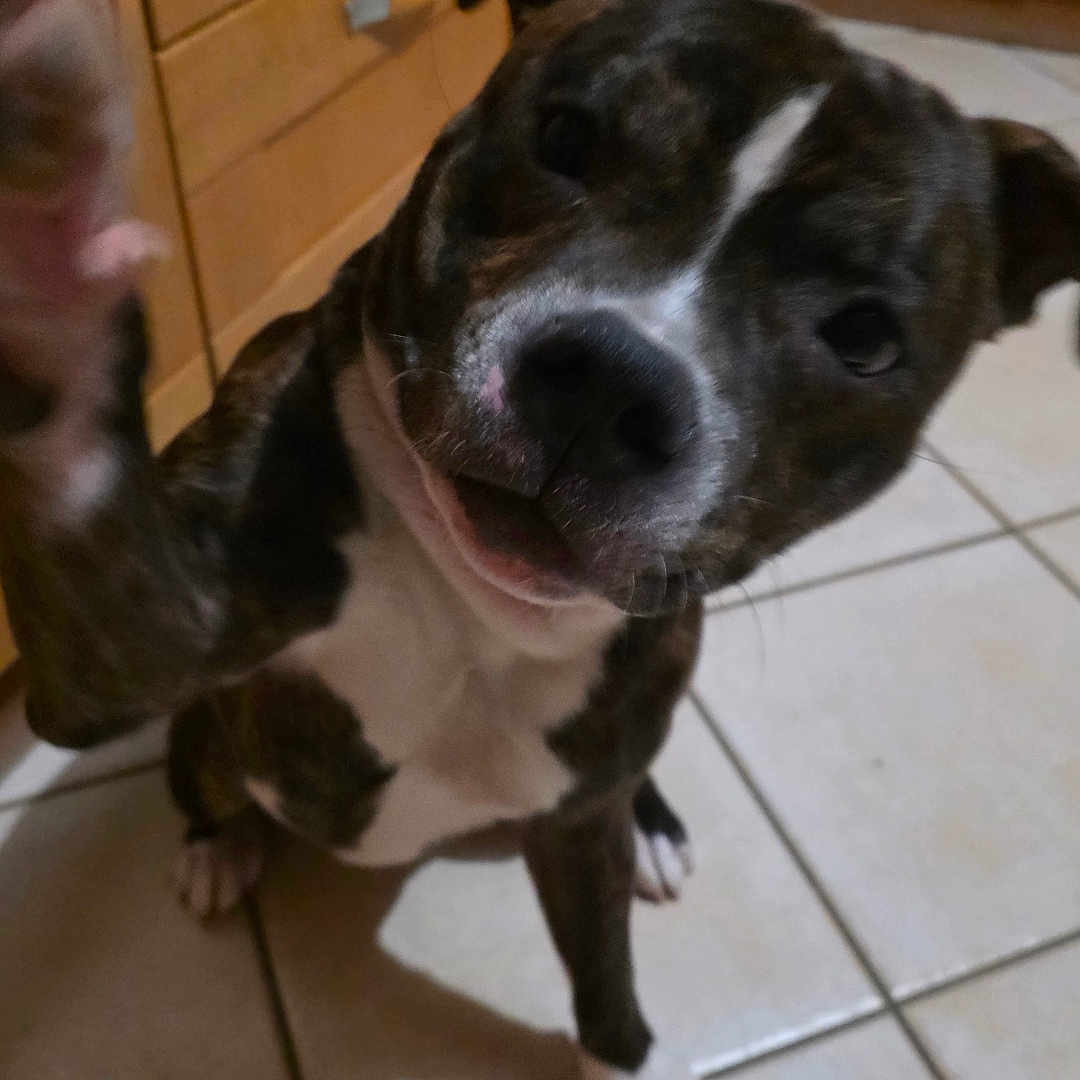 Azlan participe au concours pour gagner de l'argent avec cette photo : dog, brindle, paw, kitchen, tile_floor, wooden_cabinets, indoor, pet, cute, curious, canine, raising_paw, white_chest, floor_tiles, animal, friendly, domestic, companion, playful, mammal