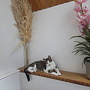 Câline participe au concours pour gagner de l'argent avec cette photo : cat, tabby_cat, white_cat, wooden_ledge, pampas_grass, vase, pink_flowers, flower_pot, indoor, corner, houseplant, decor, relaxed, pet, feline, animal, resting, domestic, cozy, wall