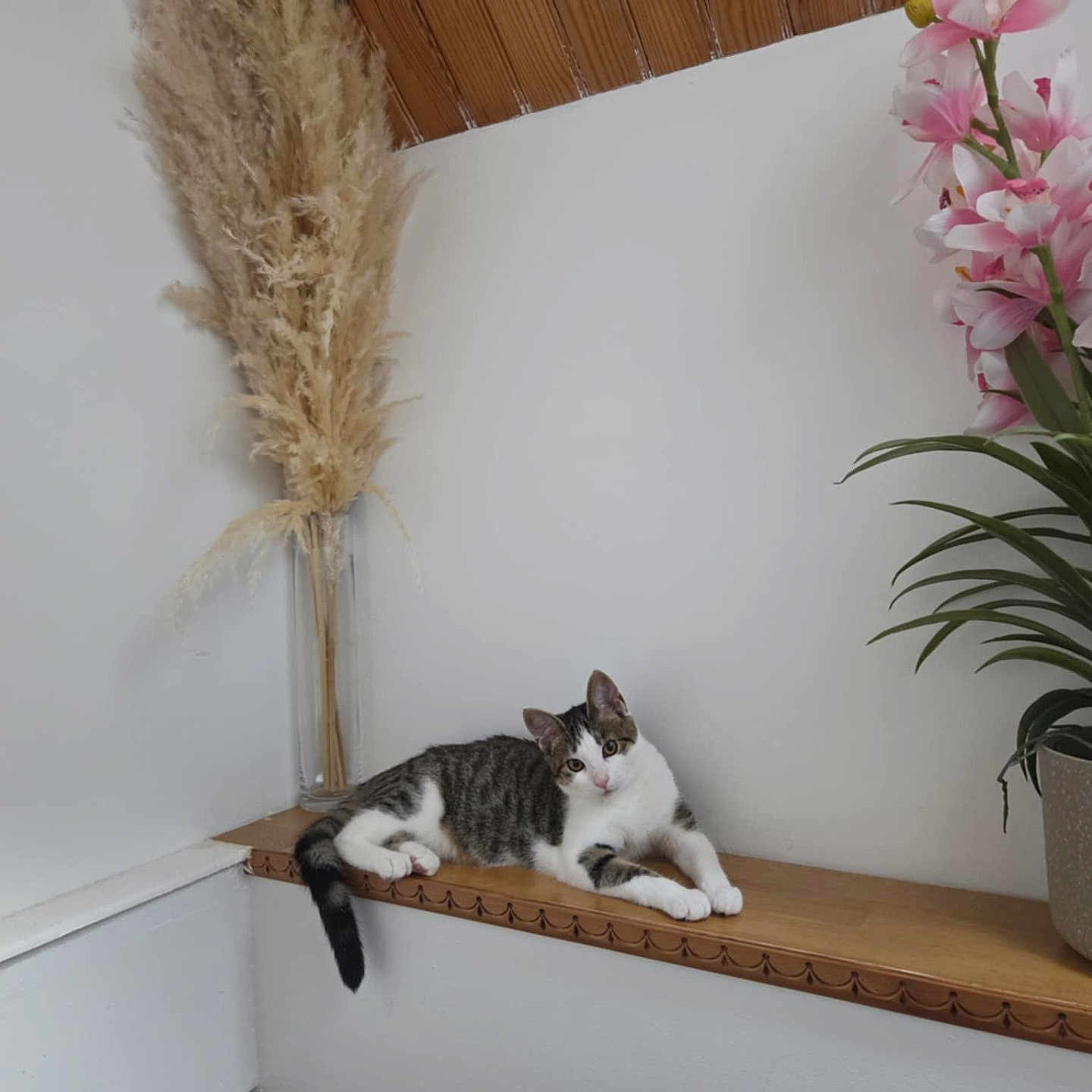 Câline participe au concours pour gagner de l'argent avec cette photo : animal, cat, corner, cozy, decor, domestic, feline, flower_pot, houseplant, indoor, pampas_grass, pet, pink_flowers, relaxed, resting, tabby_cat, vase, wall, white_cat, wooden_ledge