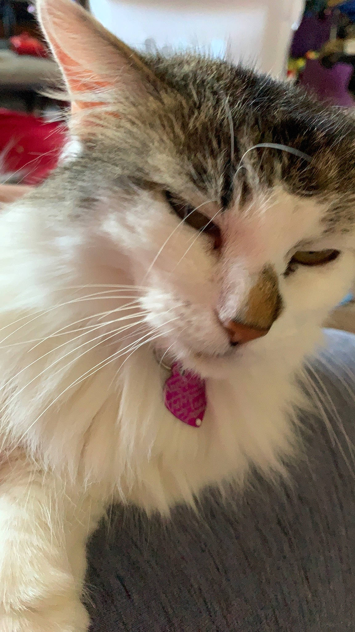 Watermelon is registered to the contest to win money with this photo: aegean_cat, american_curl, carnivore, cat, close_up, domestic_long_haired_cat, european_shorthair, eye, facial_expression, felidae, fur, kitten, norwegian_forest_cat, nose, ragamuffin, siberian, small_to_medium_sized_cats, snout, turkish_van, whiskers