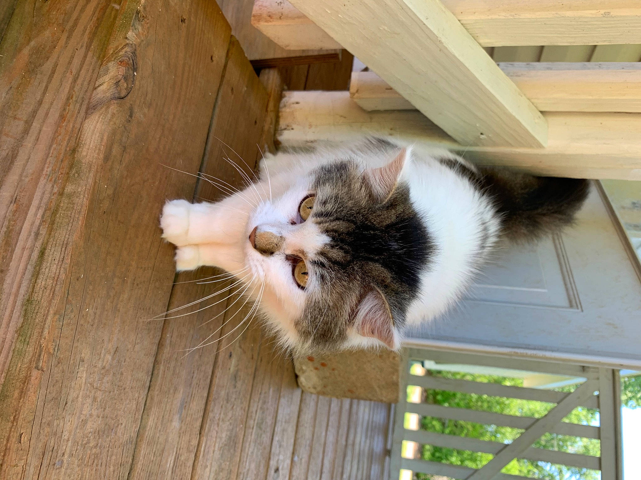 Watermelon is registered to the contest to win money with this photo: aegean_cat, carnivore, cat, domestic_short_haired_cat, european_shorthair, felidae, kitten, norwegian_forest_cat, polydactyl_cat, small_to_medium_sized_cats, tail, whiskers, wood