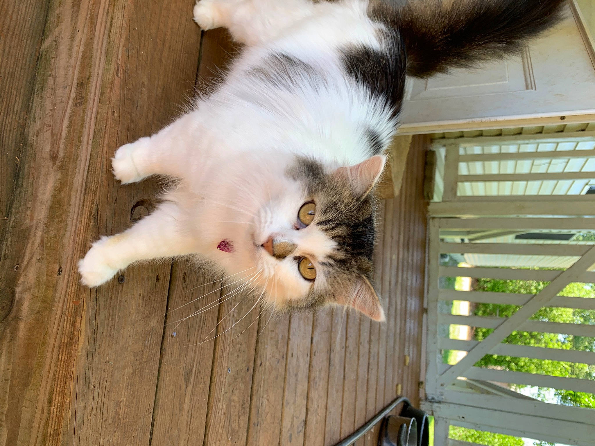 Watermelon is registered to the contest to win money with this photo: aegean_cat, carnivore, cat, domestic_long_haired_cat, european_shorthair, felidae, fur, kitten, norwegian_forest_cat, polydactyl_cat, ragamuffin, small_to_medium_sized_cats, tail, turkish_van, whiskers, window