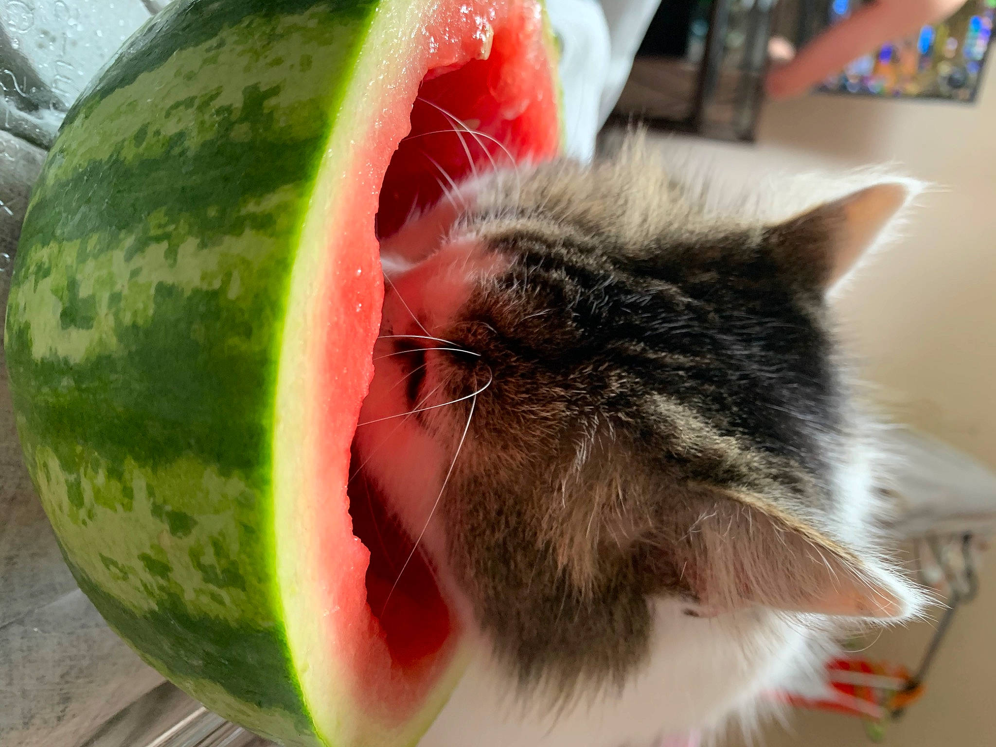 Watermelon joined the competition — help win amazing prizes! _and_melon_family, _gourd, cat, citrullus, cucumber, felidae, food, fruit, melon, plant, produce, small_to_medium_sized_cats, vegetable, vegetarian_food, watermelon, whiskers