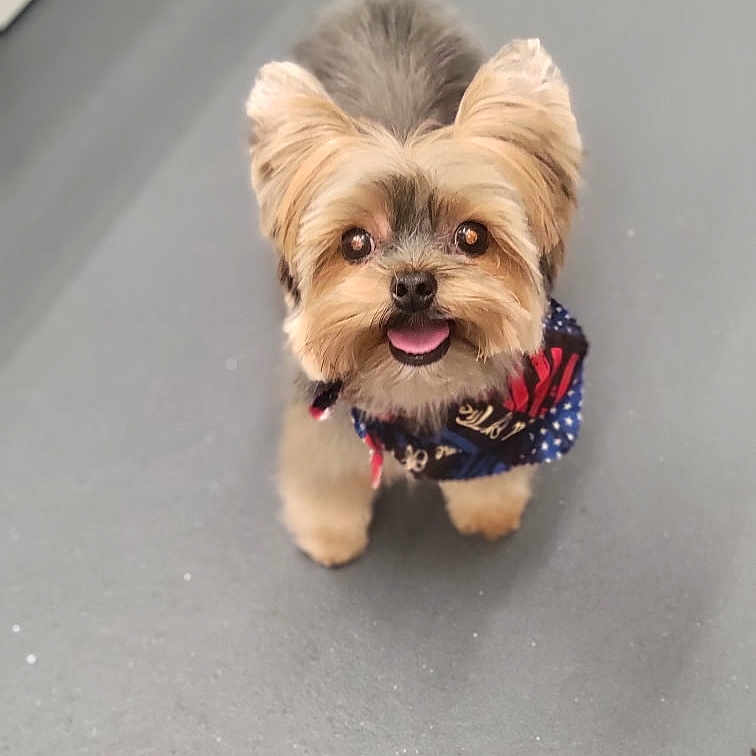 Auggie is registered to the contest to win money with this photo: adorable, animal, bandana, canine, companion, cute, dog, domestic_animal, fluffy, friendly, fur, happy, indoors, looking_up, pet, portrait, small_dog, smiling, standing, tongue_out