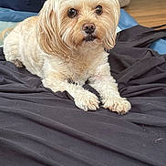 Blaze is registered to the contest to win money with this photo: animal, basket, black_fabric, brown_eyes, canine, cozy, curious, cushion, dog, domestic, floor, fluffy, fur, indoor, looking_at_camera, lying_down, pet, portrait, small_dog, wooden_floor