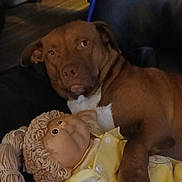 Piper joined the competition — help win amazing prizes! dog, brown_dog, doll, yellow_clothing, couch, indoor, pet, stuffed_toy, fabric, relaxing, paw, toy, home, furniture, seated, animal, portrait, closeup, soft_lighting, floor