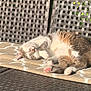 Teddy a rejoint le concours — aidez-le/la à gagner de superbes lots ! cat, sleeping, outdoor, sunlight, feline, cozy, paw, fur, patterned_rug, woven_chair, relaxing, pet, resting, animal, cute, tabby, whiskers, pink_paws, sunny, nature