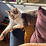 cat, indoor, sunlight, stretching, couch, cushion, blanket, relaxing, pet, feline, cozy, home, window, plant, shadow, wooden_floor, resting, furry, whiskers, pink_paw_pads