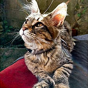 Rhéa participe au concours pour gagner de l'argent avec cette photo : cat, tabby, whiskers, ears, cushion, red_cushion, outdoor, sunlight, fur, pets, animal, closeup, portrait, relaxed, feline, nature, domestic_cat, paws, resting, garden