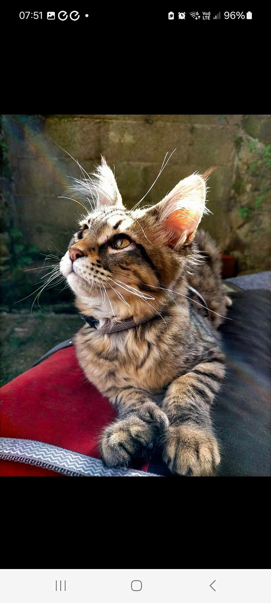 Rhéa participe au concours pour gagner de l'argent avec cette photo : cat, tabby, whiskers, ears, cushion, red_cushion, outdoor, sunlight, fur, pets, animal, closeup, portrait, relaxed, feline, nature, domestic_cat, paws, resting, garden
