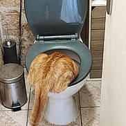 Vladimir a rejoint le concours — aidez-le/la à gagner de superbes lots ! cat, orange_cat, fluffy, fur, tail, toilet, bathroom, toilet_seat, toilet_lid, bathroom_fixture, floor_tiles, trash_bin, toilet_brush, wall, furniture, indoor, humor, unusual_pose, pet, household