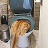 cat, orange_cat, fluffy, fur, tail, toilet, bathroom, toilet_seat, toilet_lid, bathroom_fixture, floor_tiles, trash_bin, toilet_brush, wall, furniture, indoor, humor, unusual_pose, pet, household