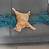 cat, ginger_cat, sleeping, lying_down, relaxed, couch, sofa, blanket, teal_blanket, indoor, home, furniture, pet, animal, fluffy, orange_fur, stretched_out, resting, cozy, floor