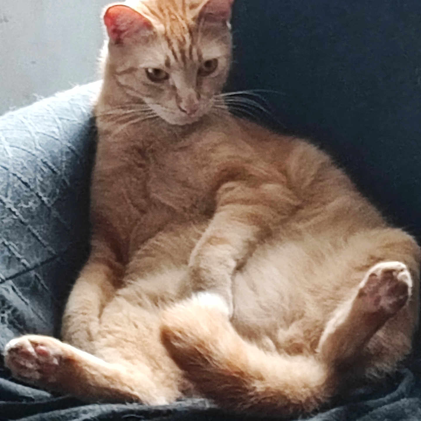 Vladimir