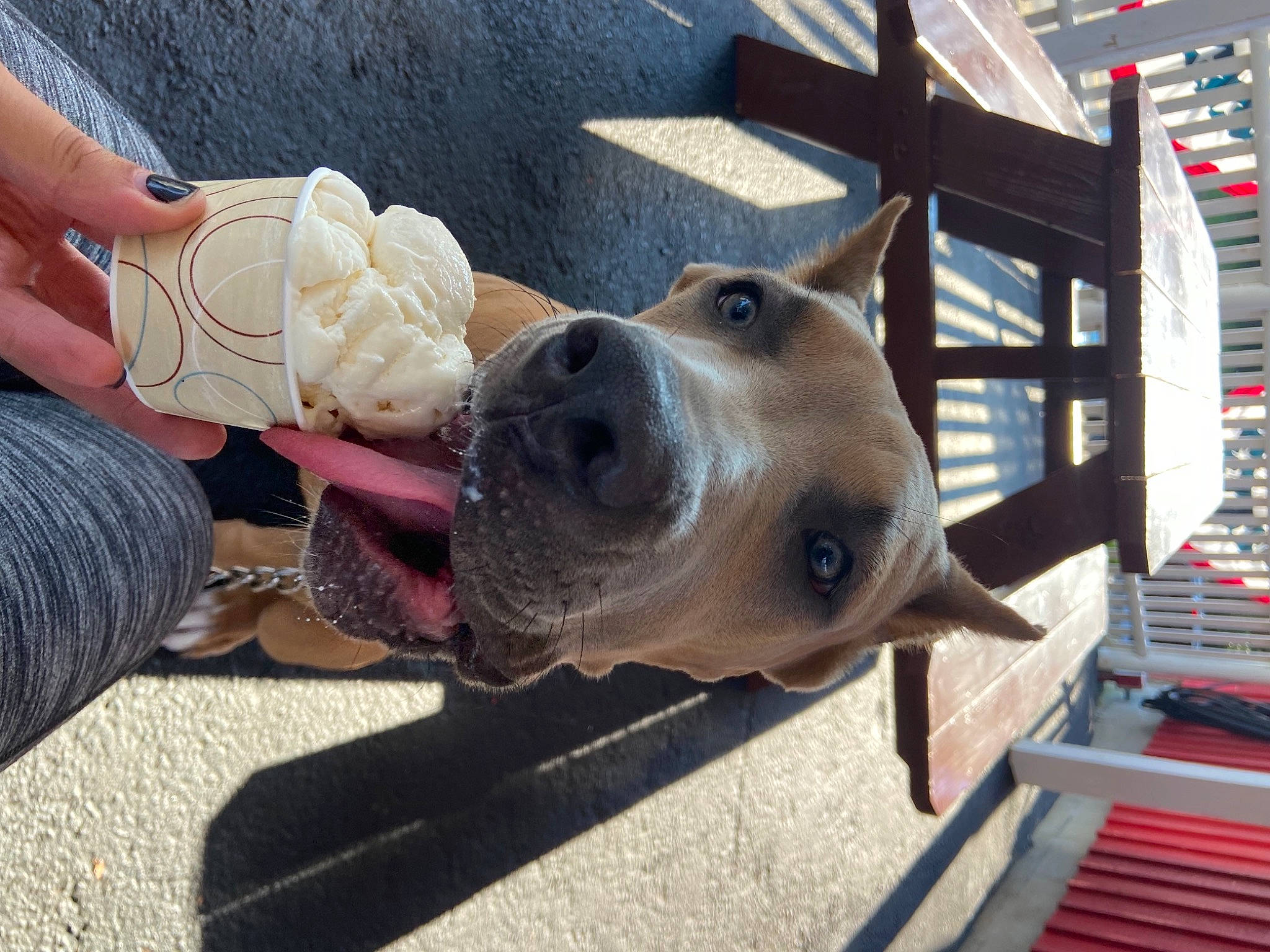 Lena is registered to the contest to win money with this photo: canidae, carnivore, collar, companion_dog, dog, dog_breed, dog_collar, dog_supply, fashion_accessory, fawn, glove, guard_dog, hat, leash, personal_protective_equipment, pet_supply, selfie, snout, sporting_group, working_animal