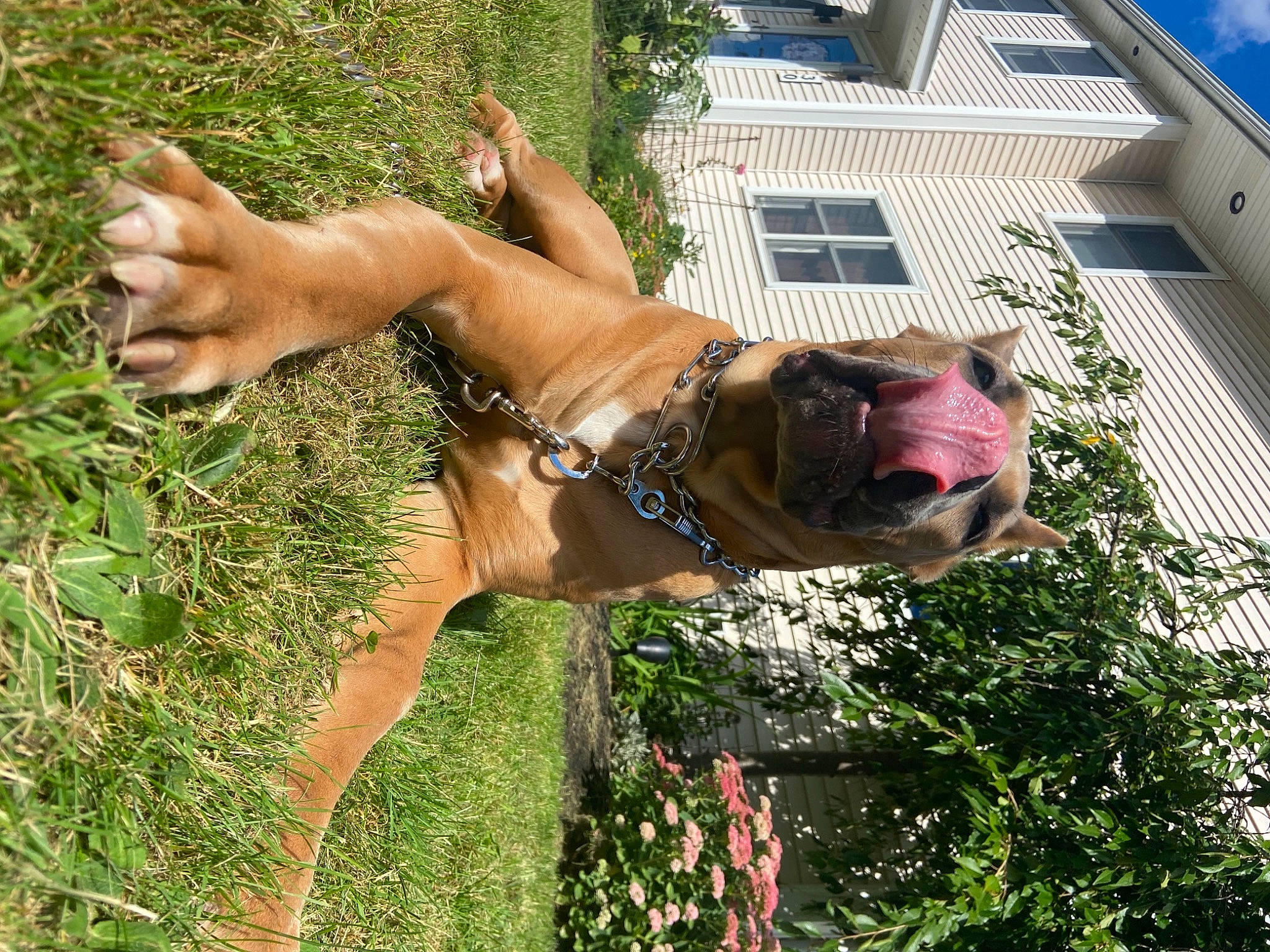 Lena joined the competition — help win amazing prizes! building, canidae, carnivore, collar, companion_dog, dog, dog_breed, dog_collar, eyewear, fawn, grass, liver, people_in_nature, pet_supply, plant, snout, sporting_group, tree, window, working_animal