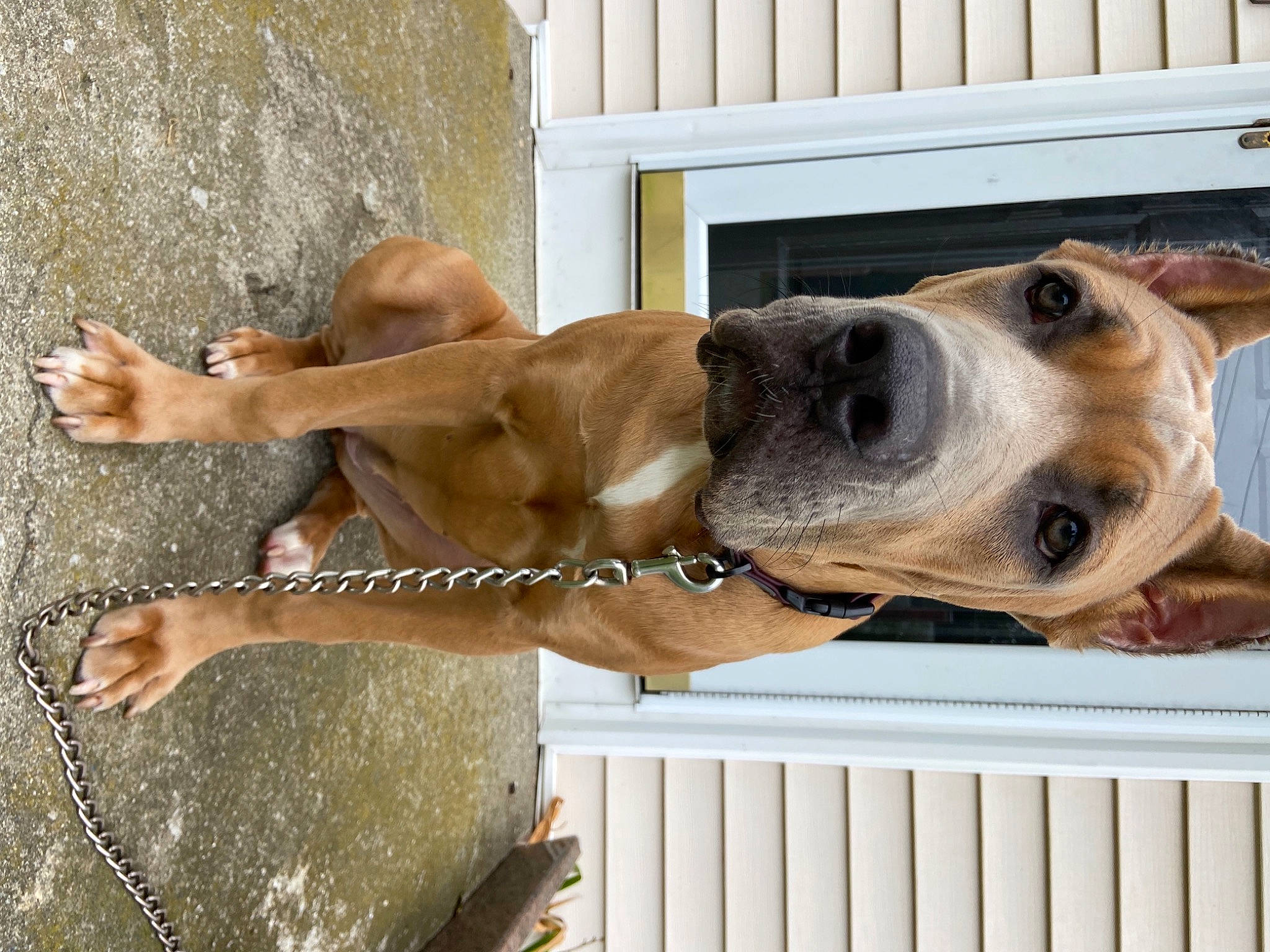 Lena joined the competition — help win amazing prizes! animal_shelter, canidae, carnivore, collar, companion_dog, dog, dog_breed, dog_collar, dog_supply, fawn, fence, house, liver, pet_supply, snout, sporting_group, whiskers, window, wood, working_animal