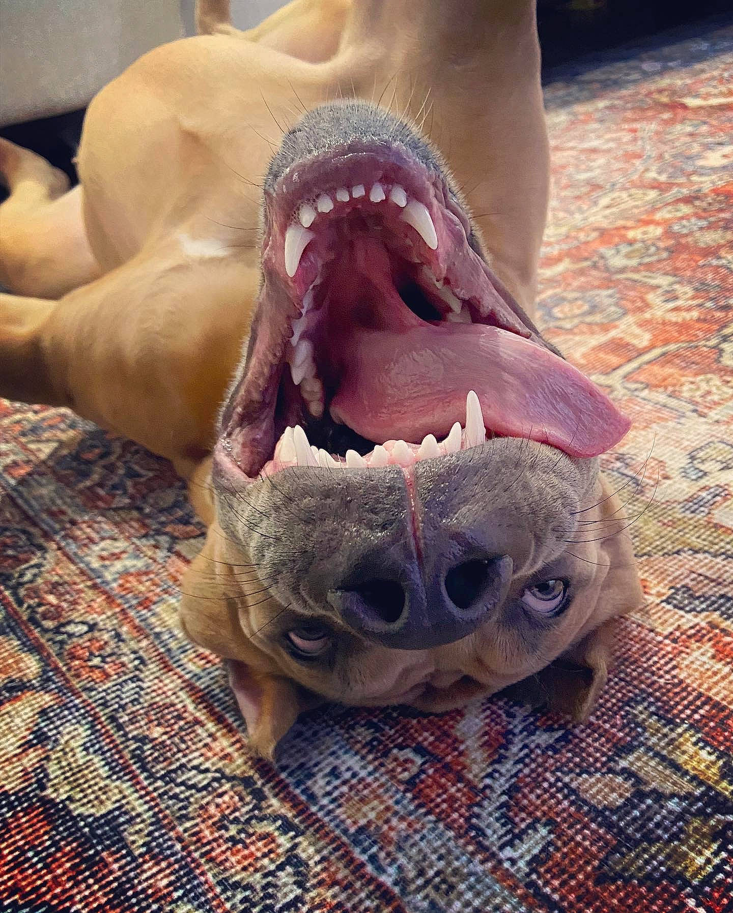 Lena is registered to the contest to win money with this photo: american_alligator, barefoot, canidae, claw, dog, eye, fawn, flesh, foot, fur, human_leg, jaw, paw, snout, sporting_group, suidae, terrestrial_animal, toe, wildlife, wood