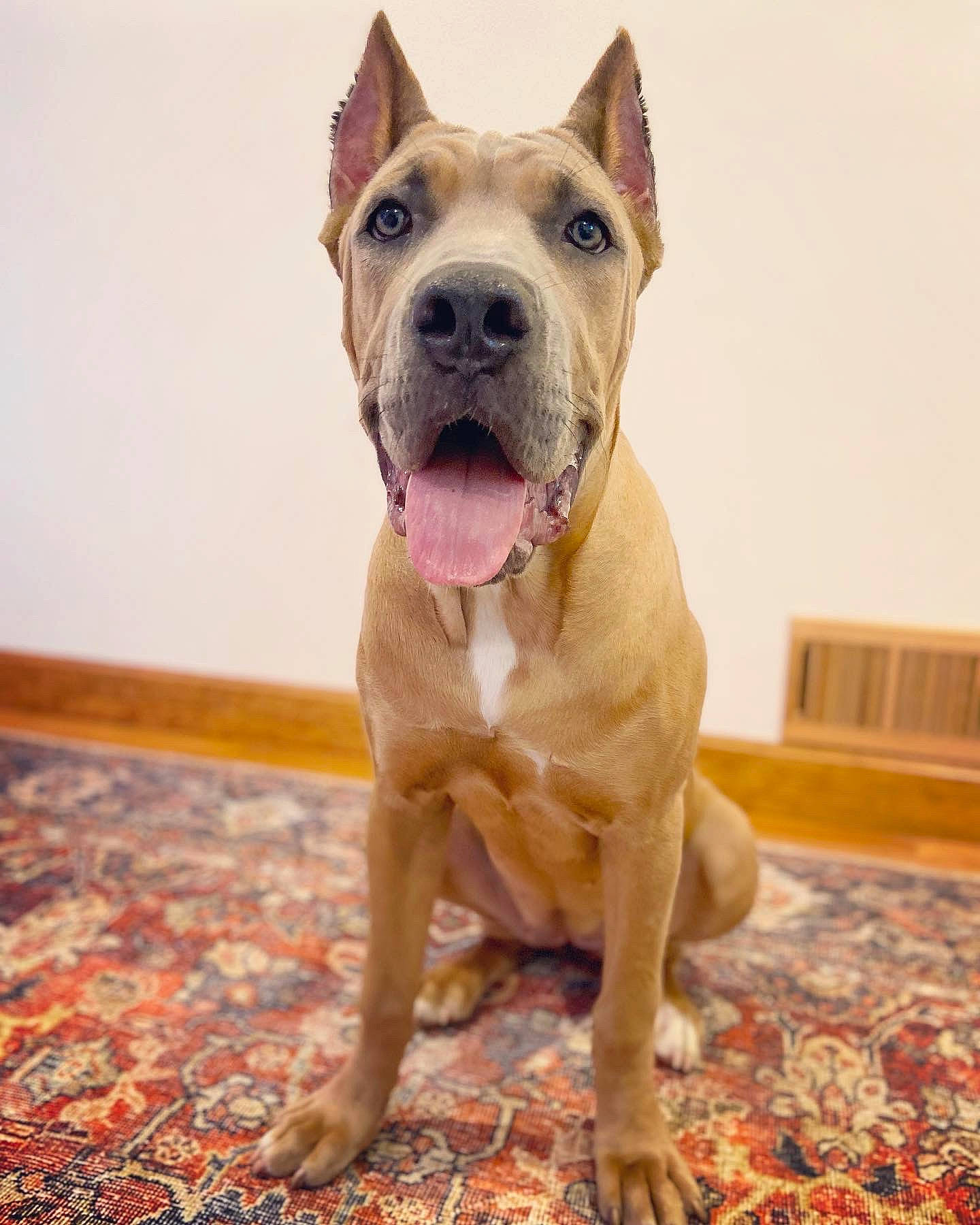 Lena is registered to the contest to win money with this photo: ancient_dog_breeds, canidae, carnivore, collar, companion_dog, dog, dog_breed, dog_collar, fawn, flooring, molosser, plant, snout, sporting_group, tail, terrestrial_animal, whiskers, window, working_dog, wrinkle