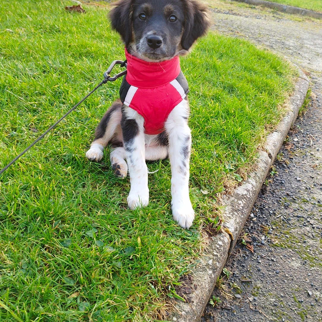 Lola a rejoint le concours — aidez-le/la à gagner de superbes lots ! accessories, animal, architecture, backyard, building, canine, car, dog, grass, lawn, nature, outdoors, pet, plant, puppy, shelter, strap, transportation, vehicle, yard