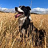 Cooper participe au concours pour gagner de l'argent avec cette photo : dog, border_collie, black_and_white, sitting, panting, tongue, open_mouth, outdoor, field, wheat, tall_grass, golden_hour, blue_sky, clouds, nature, rural, animal_portrait, happy, fluffy, sunlight